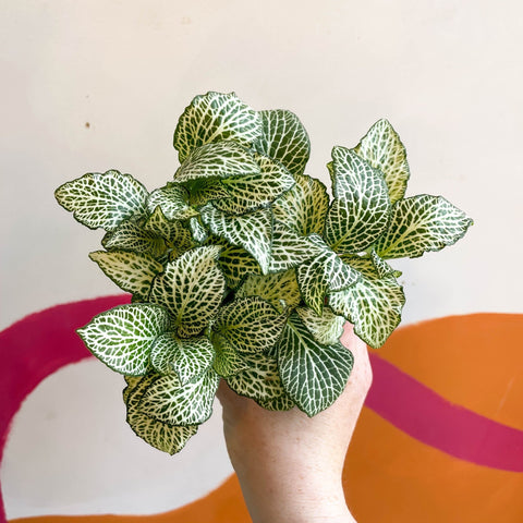 Fittonia argyroneura 'White Anne' - Sprouts of Bristol