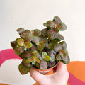 Fittonia verschaffeltii 'Joly Josan' - Sprouts of Bristol