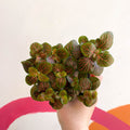 Fittonia verschaffeltii 'Joly Josan' - Sprouts of Bristol
