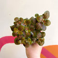 Fittonia verschaffeltii 'Joly Josan' - Sprouts of Bristol