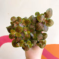 Fittonia verschaffeltii 'Joly Josan' - Sprouts of Bristol
