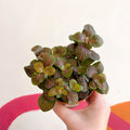 Fittonia verschaffeltii 'Joly Josan' - Sprouts of Bristol
