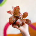 Fittonia verschaffeltii 'Josan' - Sprouts of Bristol