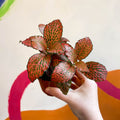 Fittonia verschaffeltii 'Josan' - Sprouts of Bristol