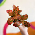 Fittonia verschaffeltii 'Josan' - Sprouts of Bristol