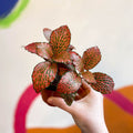 Fittonia verschaffeltii 'Josan' - Sprouts of Bristol