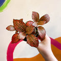 Fittonia verschaffeltii 'Josan' - Sprouts of Bristol