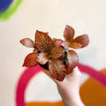 Fittonia verschaffeltii 'Josan' - Sprouts of Bristol