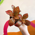 Fittonia verschaffeltii 'Josan' - Sprouts of Bristol