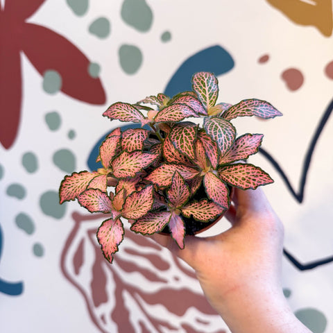 Fittonia verschaffeltii 'Pink Forest Flame' - Sprouts of Bristol