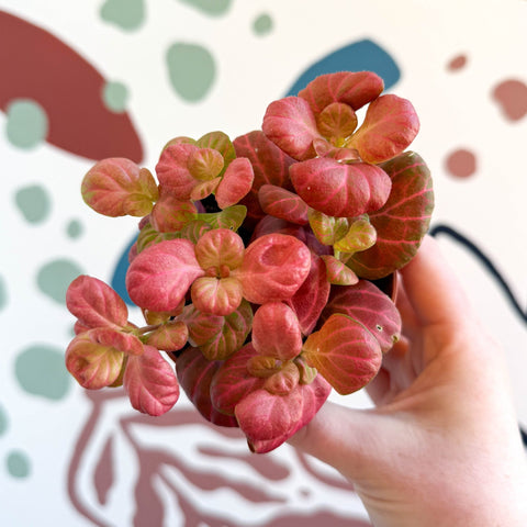 Fittonia verschaffeltii 'Pink Special' - Sprouts of Bristol