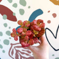 Fittonia verschaffeltii 'Pink Special' - Sprouts of Bristol