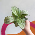 Fittonia verschaffeltii 'Purple Anne' - Sprouts of Bristol