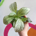Fittonia verschaffeltii 'Purple Anne' - Sprouts of Bristol