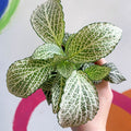Fittonia verschaffeltii 'Purple Anne' - Sprouts of Bristol