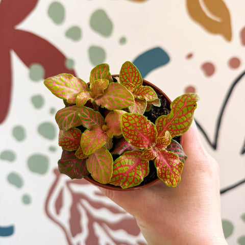 Fittonia verschaffeltii 'Skeleton' - Sprouts of Bristol