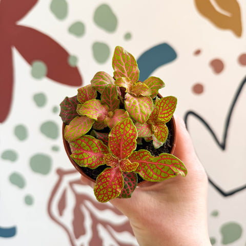 Fittonia verschaffeltii 'Skeleton' - Sprouts of Bristol