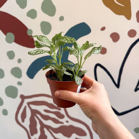 Fittonia verschaffeltii 'White Angel' - Sprouts of Bristol