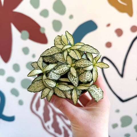 Fittonia verschaffeltii 'White Forest Flame' - Sprouts of Bristol
