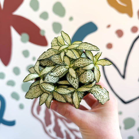 Fittonia verschaffeltii 'White Forest Flame' - Sprouts of Bristol
