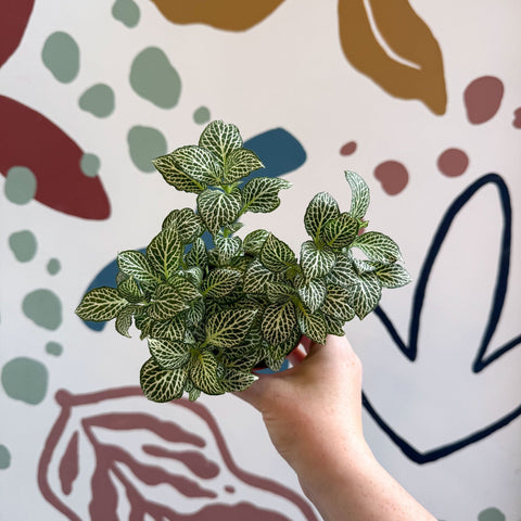 Fittonia verschaffeltii 'White Joly Josan' - Sprouts of Bristol