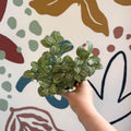 Fittonia verschaffeltii 'White Joly Josan' - Sprouts of Bristol