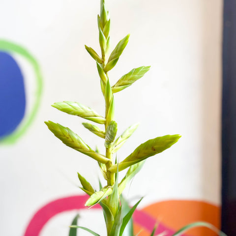 Flaming Sword Bromeliad - Tillandsia oerstediana - Sprouts of Bristol