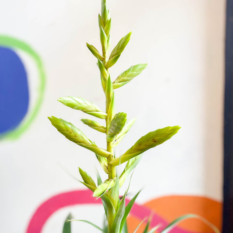 Flaming Sword Bromeliad - Tillandsia oerstediana - Sprouts of Bristol