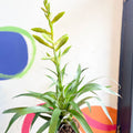 Flaming Sword Bromeliad - Tillandsia oerstediana - Sprouts of Bristol