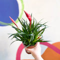 Flaming Sword Bromeliad - Vriesea 'Astrid' - Sprouts of Bristol