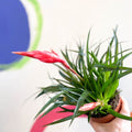 Flaming Sword Bromeliad - Vriesea 'Astrid' - Sprouts of Bristol