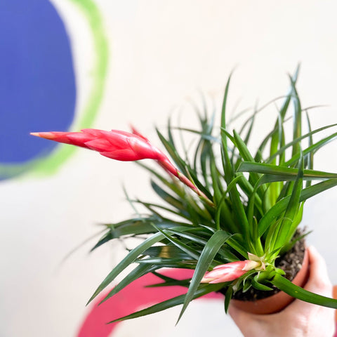 Flaming Sword Bromeliad - Vriesea 'Astrid' - Sprouts of Bristol