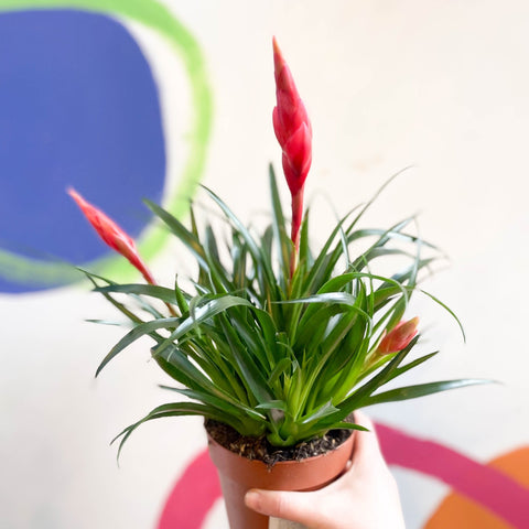 Flaming Sword Bromeliad - Vriesea 'Astrid' - Sprouts of Bristol