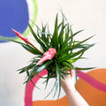 Flaming Sword Bromeliad - Vriesea 'Astrid' - Sprouts of Bristol