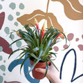 Flaming Sword Bromeliad - Vriesea 'Shannon' - Sprouts of Bristol