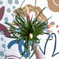 Flaming Sword Bromeliad - Vriesea 'Shannon' - Sprouts of Bristol