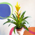 Flaming Sword Bromeliad - Vriesea 'Vision' - Sprouts of Bristol