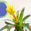Flaming Sword Bromeliad - Vriesea 'Vision' - Sprouts of Bristol