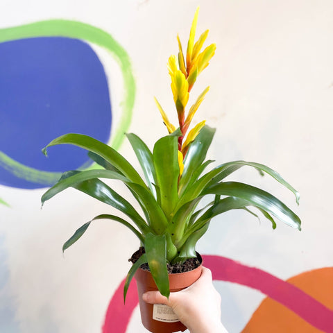Flaming Sword Bromeliad - Vriesea 'Vision' - Sprouts of Bristol