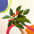Flamingo Flower - Anthurium andraeanum 'Trillions Red' - Sprouts of Bristol