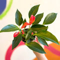 Flamingo Flower - Anthurium andraeanum 'Trillions Red' - Sprouts of Bristol