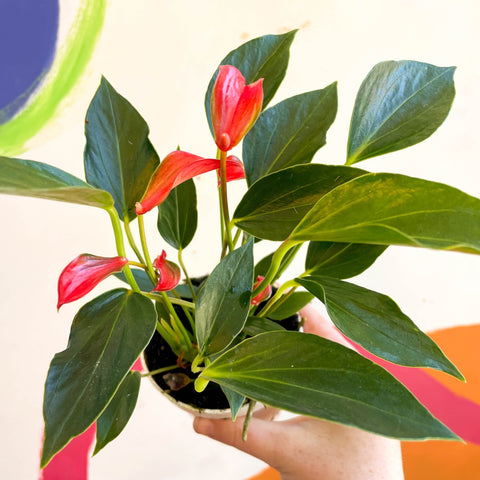 Flamingo Flower - Anthurium andraeanum 'Trillions Red' - Sprouts of Bristol