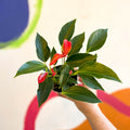 Flamingo Flower - Anthurium andraeanum 'Trillions Red' - Sprouts of Bristol