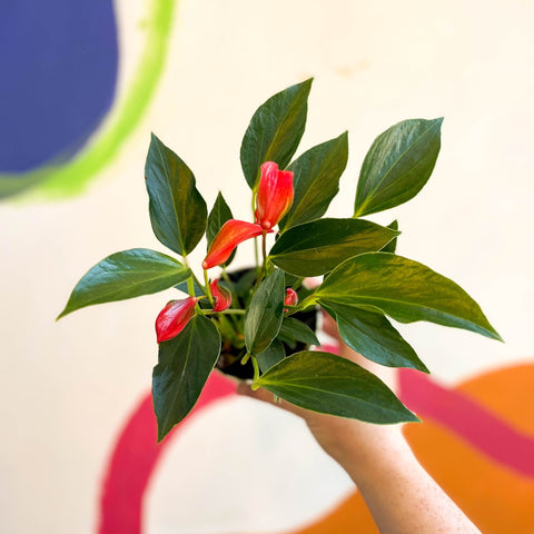 Flamingo Flower - Anthurium andraeanum 'Trillions Red' - Sprouts of Bristol