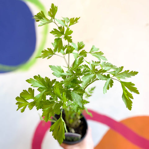 Flat Leaf Parsley - Petroselinum crispum 'Gigante d'Italia' - British Grown Culinary Herbs - Sprouts of Bristol
