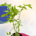 Flat Leaf Parsley - Petroselinum crispum 'Gigante d'Italia' - British Grown Culinary Herbs - Sprouts of Bristol