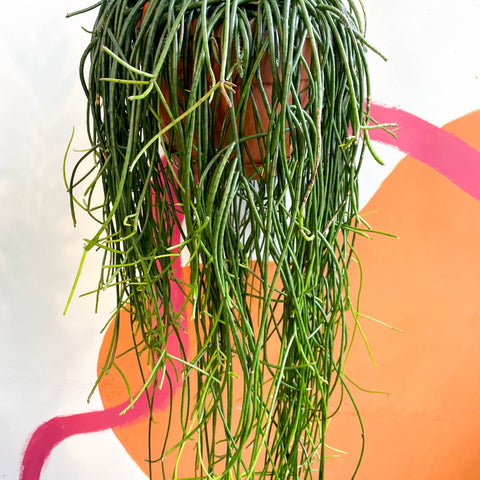Forest Cactus - Rhipsalis floccosa - Sprouts of Bristol