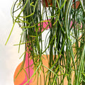 Forest Cactus - Rhipsalis floccosa - Sprouts of Bristol