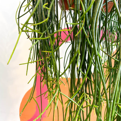 Forest Cactus - Rhipsalis floccosa - Sprouts of Bristol