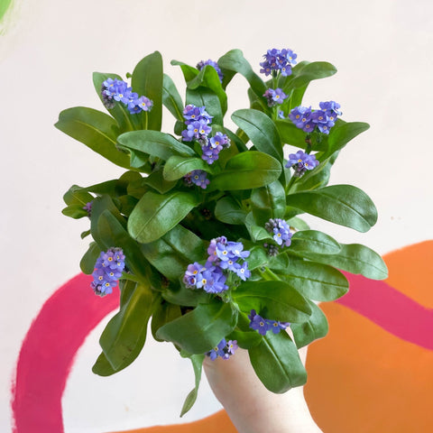 Myosotis sylvatica ‘Laura Deep Blue’ - Wood Forget-Me-Not